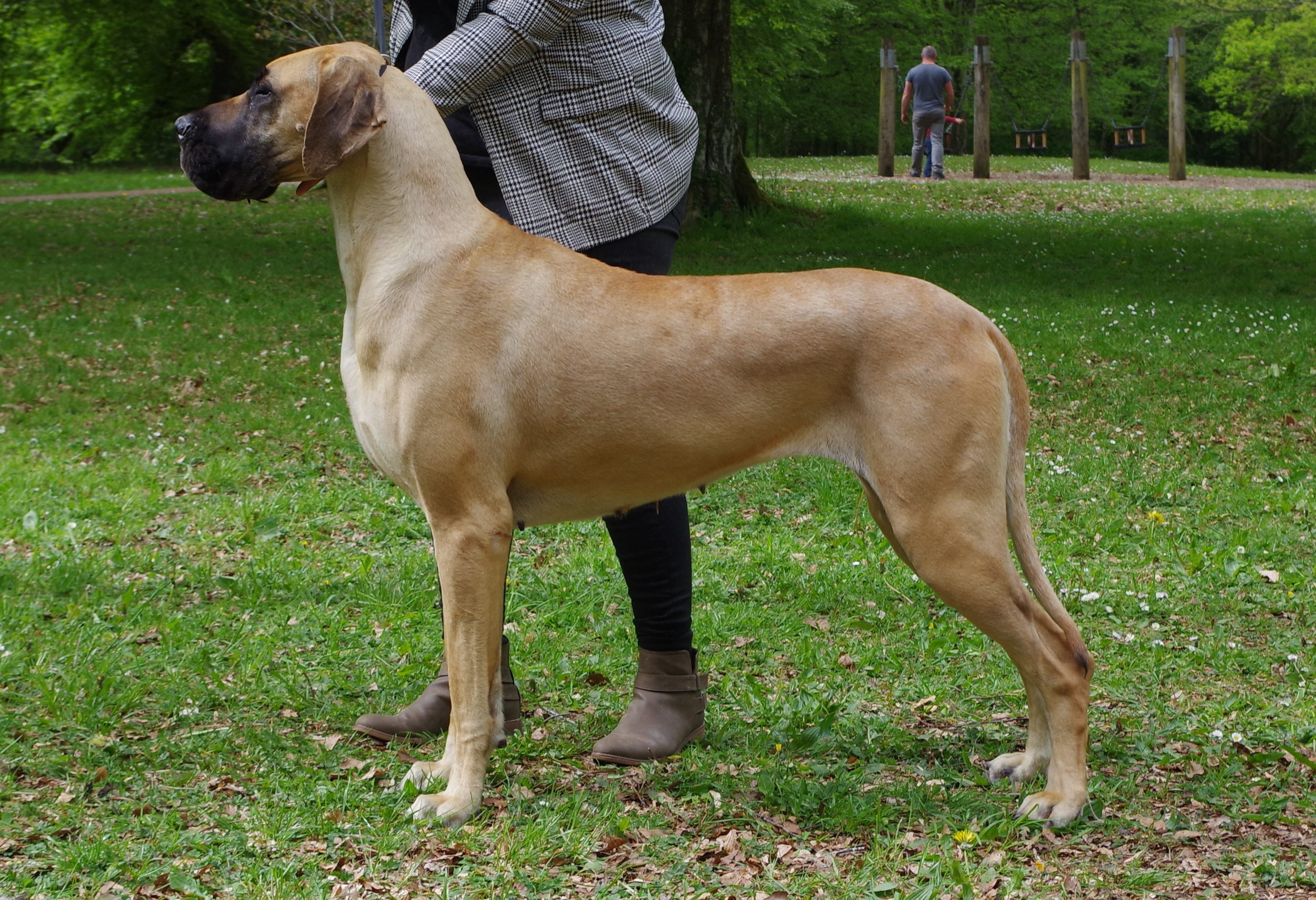 great dane breeders